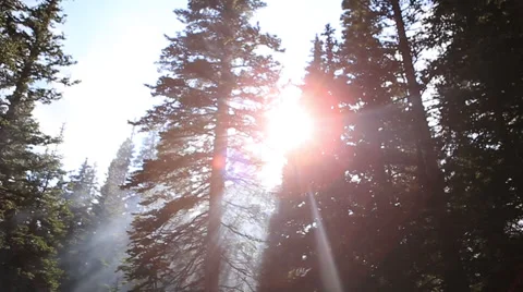 Smoke in the forest from campfire Stock-Footage 37623966