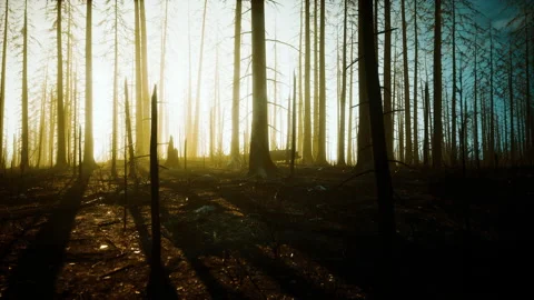 Smoke in forest caused by deforestation Video stock 233973757