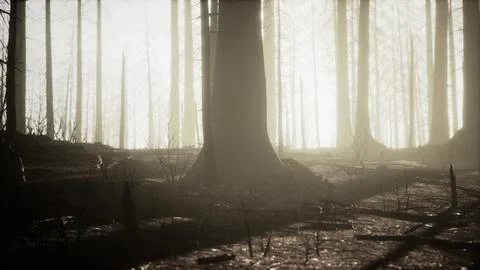 Smoke in forest caused by deforestation Illustrazione stock