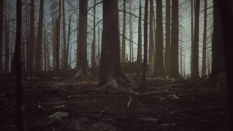 Smoke in forest caused by deforestation イラスト素材