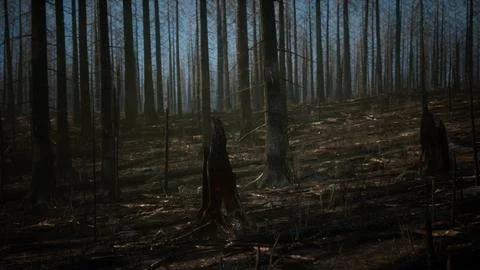 Smoke in forest caused by deforestation Stock Illustration