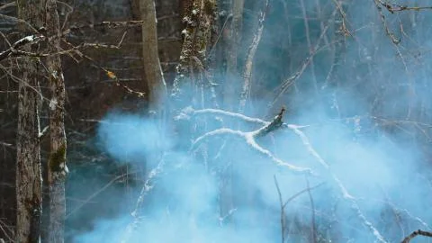 Smoke forest close-up Stock Photos