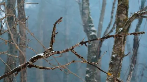 Smoke forest close-up Foto stock