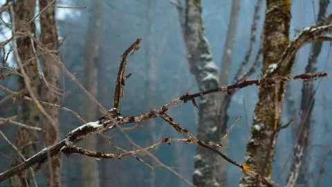 Smoke forest close-up Foto stock