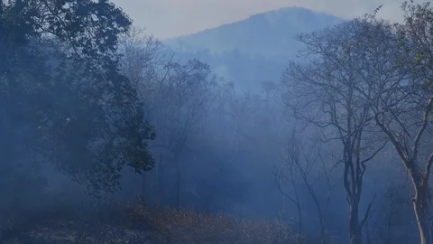 Smoke from forest fire among trees and vegetation. 動画素材 103500825