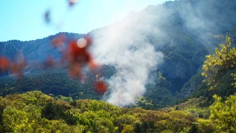Smoke from a forest fire. The defeat in the deciduous forest against the Stock Footage 129331317