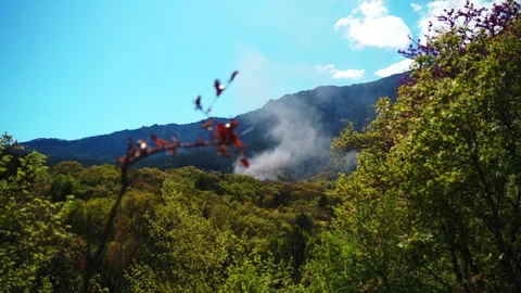 Smoke from a forest fire. The defeat in the deciduous forest against the Stock Footage 129331551