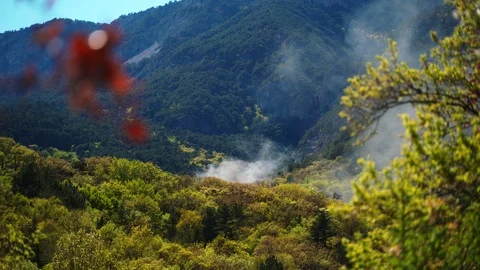 Smoke from a forest fire. The defeat in the deciduous forest against the Stock Footage 129332219