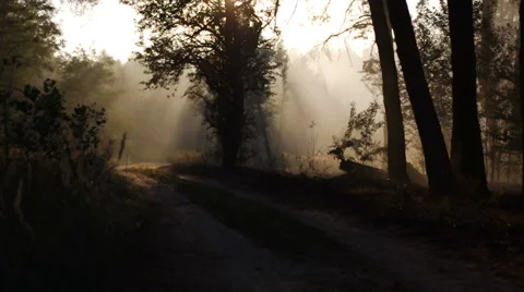 Smoke from forest fire moving with wind. Forest road, trees, sunset, sun rays Video stock 62744489