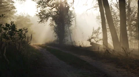 Smoke from forest fire moving with wind. Speed up. Forest road, sunset, sun rays Stock Footage 62762574