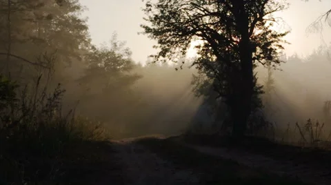 Smoke from forest fire moving with wind. Speed up. Forest road, sunset, sun rays Video stock 62763764