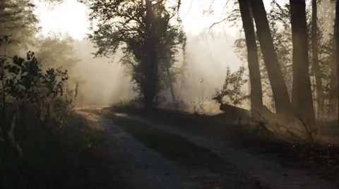 Smoke from forest fire moving with wind. Speed up. Forest road, sunset, sun rays 스톡 동영상 62780952