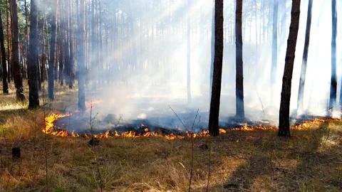 Smoke from a forest fire in the rays of the spring sun Stock Footage 144877607