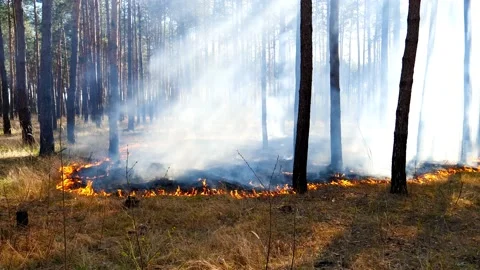 Smoke from a forest fire in the vicinity of the city in slow motion Stock Footage 139459890