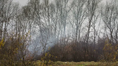 Smoke in the forest Stock Footage 32287052