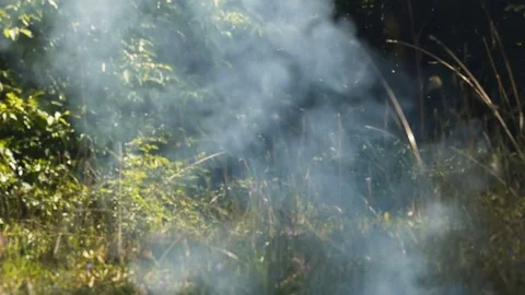 Smoke in the Forest Stock Footage 85135640