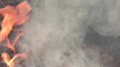 The smoke in the forest Stock Footage 145128825