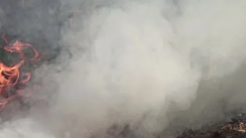 The smoke in the forest Stock Footage 145128851