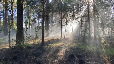 Smoke in the forest Stock Footage 167409453