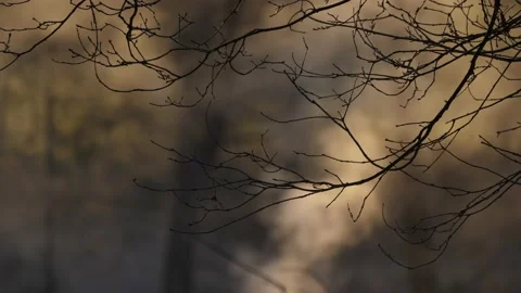 Smoke in a forest Vídeo Stock 169965576