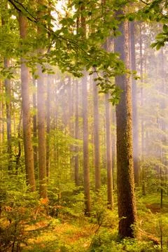 Smoke in forest Stock-Fotos