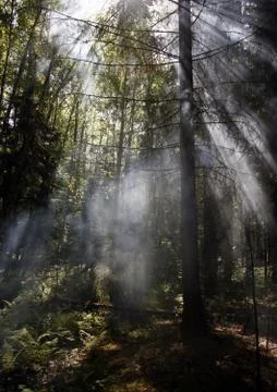 Smoke in forest Stock Photos