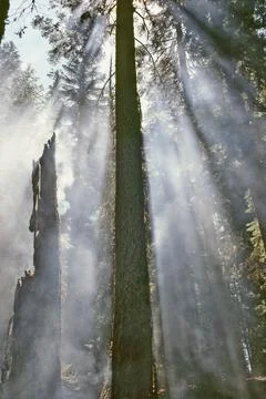 Smoke in forest Stock-Fotos