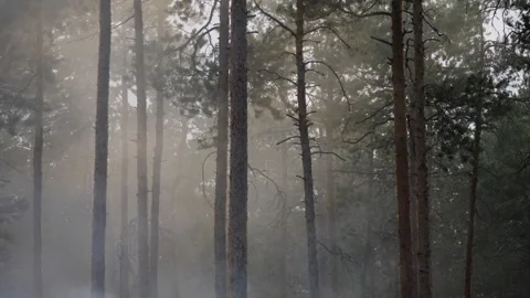 Smoke in the forest in reindeers camp Stock-Footage 280844713