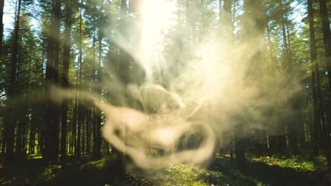 Smoke In Forest With Sunrays Through Trees Stock Footage 162835968