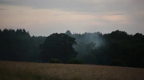 Smoke in the forest on a sunset Stock Footage 65226951