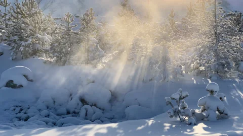 Smoke in the forest in winter Stock Footage 167414846