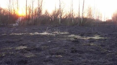 Smoke in the forests against the backdrop of burnt grass and the setting sun Stock Footage 312596038