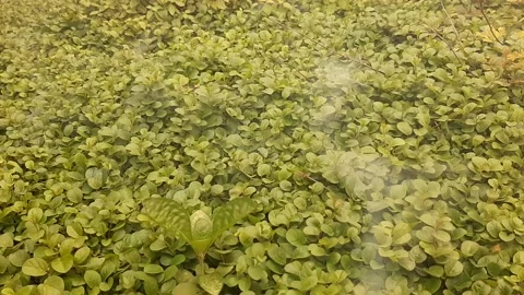 Smoke in Garden Video stock 233895908