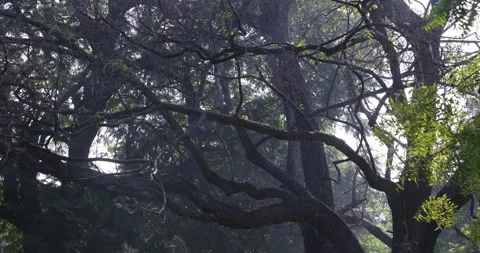 Smoke in the Garden Stock Footage 324387301