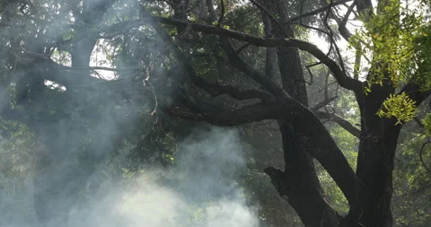 Smoke in the Garden Stock Footage 324387361