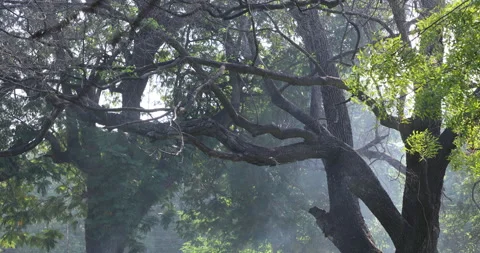Smoke in the Garden Stock Footage 324392142