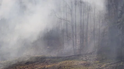 Smoke on the ground in a forest Stock Footage 62454210