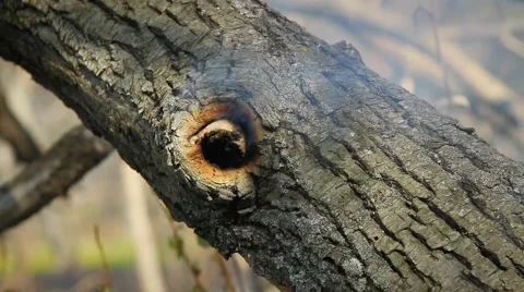 Smoke from a hollow Stock Footage 50448337