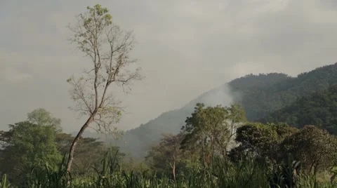 Smoke in the jungles Stock Footage 63080101