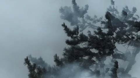 Smoke From Large Fire Passing Tree Close Up Stock Footage 87273914