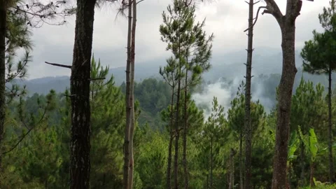 Smoke in the middle of the forest Stock Footage 218230614