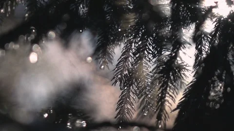 Smoke moving through fir tree branches in morning sunlight in slow motion Stock Footage 90656801