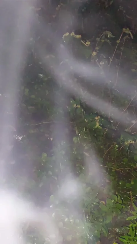Smoke in Night Forest Stock Footage 296634147