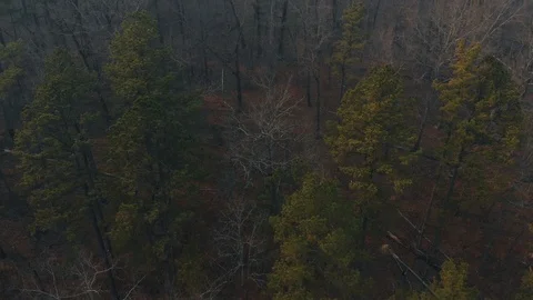 Smoke Over Forest from Controlled Burn Video stock 88700073