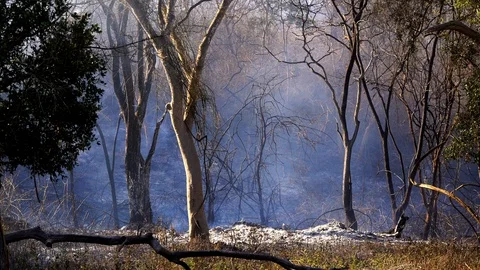 Smoke passing through trees in wind in forest fire debris. 動画素材 103500994