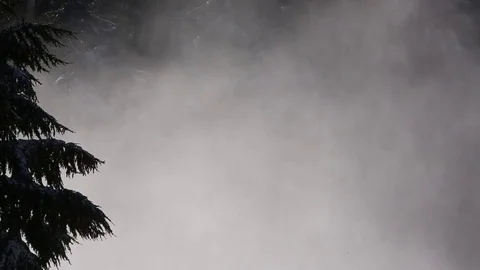 Smoke in pine forest Stock Footage 83866581