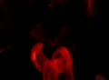 Smoke Red 02 Loop Web Footage