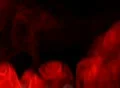 Smoke Red 04 Loop Web Footage