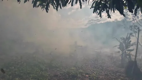 Smoke from the remains of land fires Stock Footage 318015344