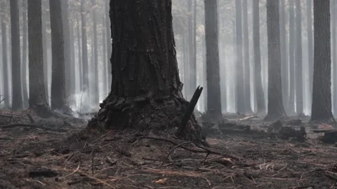 Smoke Rises after Forest Fire Stock Footage 169724542